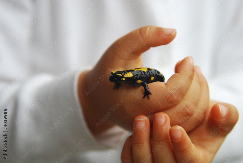 Fototapeta premium salamander on hands