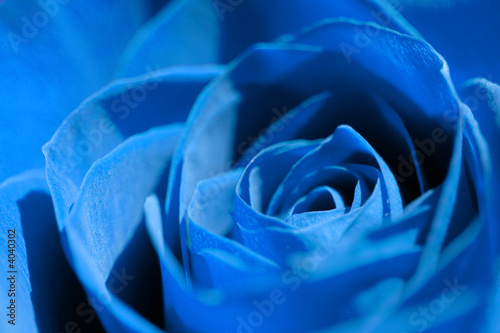 blue rose close-up, flower head background