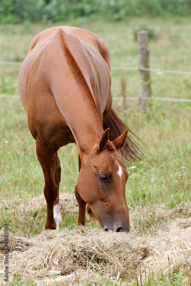 Fototapeta premium Cheval qui broute