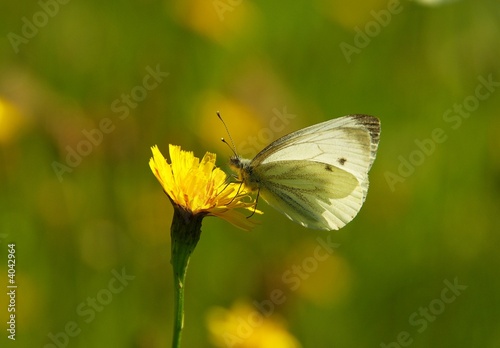 Schmetterling Kohlweißling 01