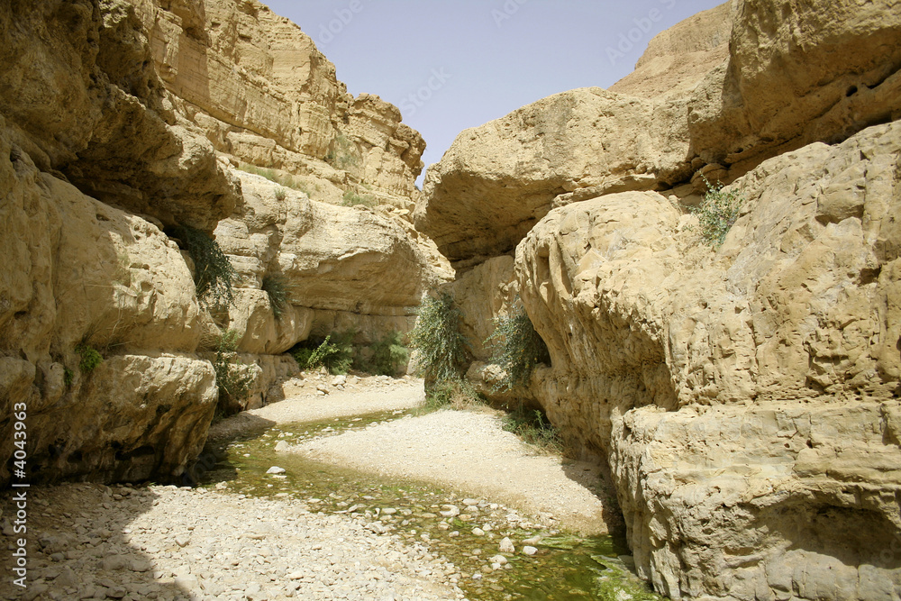 desert oasis in the dead sea region
