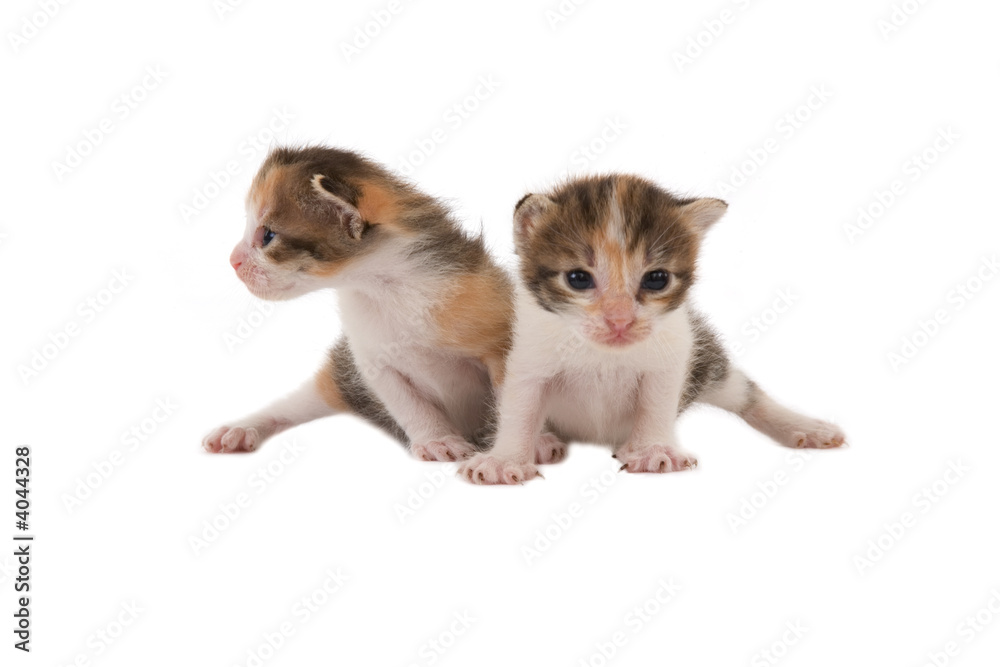 two striped kittens (3 weeks), isolated