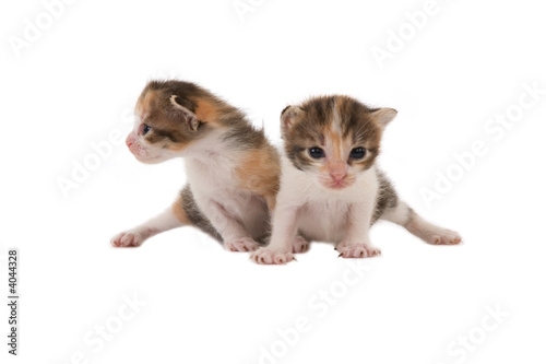 two striped kittens (3 weeks), isolated