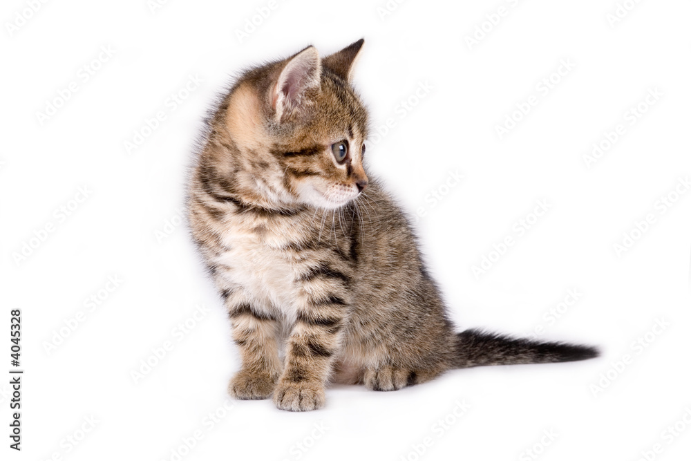 striped kitten lying down