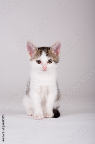 kitten, isolated on a grey © Ferenc Szelepcsenyi
