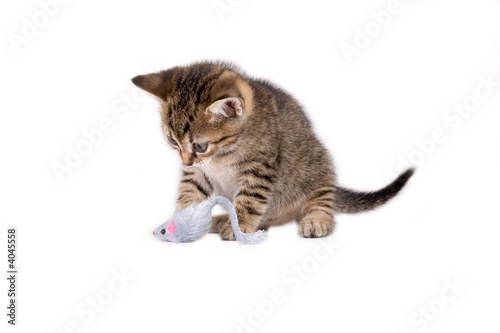 striped kitten and his mouse toys
