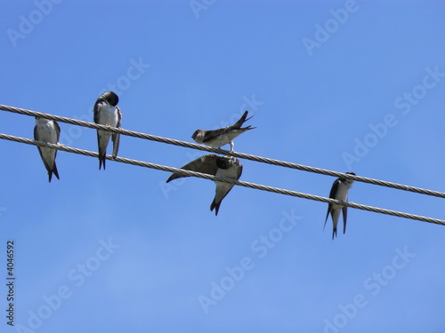 swallows, symbol of good luck photo