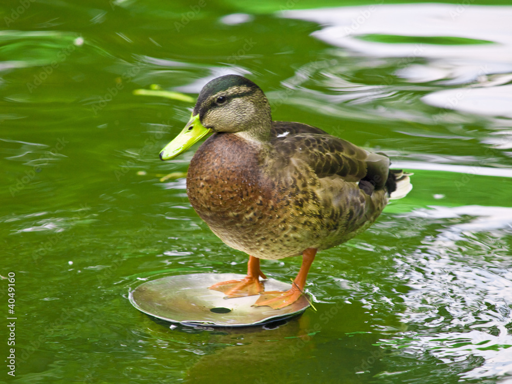 Fototapeta premium Duck in the park