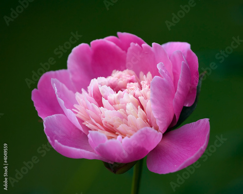 Peony