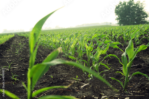 cornfield