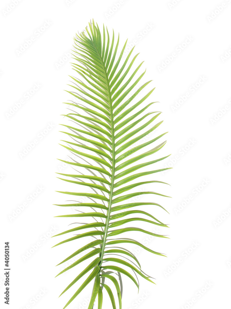 feuille de palmier-sagoutier feuille de palmier-sagoutier