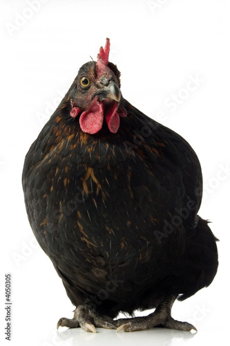 black chicken
