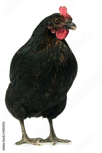 black chicken