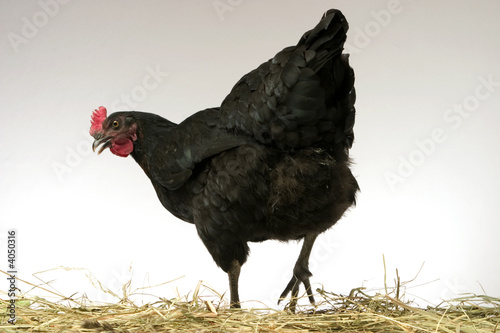 chicken