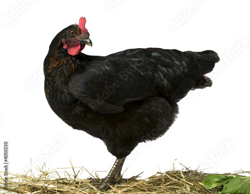 chicken