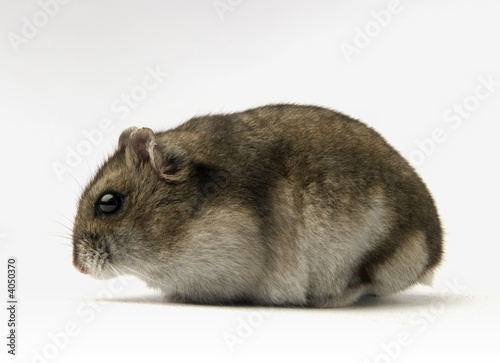 dwarf hamster