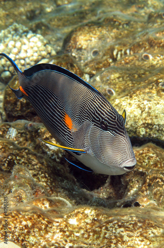 Coral reef fish Acanthurus sohal