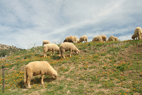 Foto Lambs in calenduls meadow