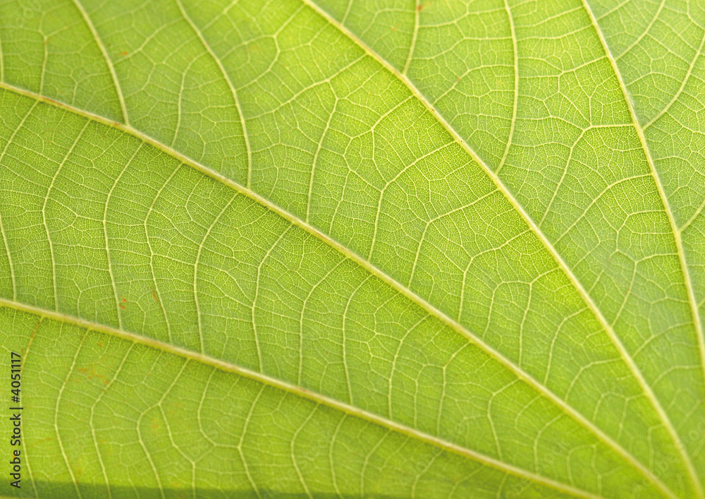 leaf close-up leaf close-up