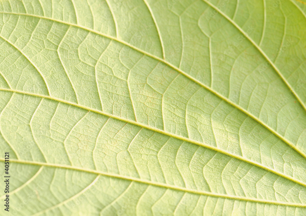 leaf leaf