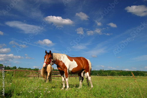 Horses grazing in meadow