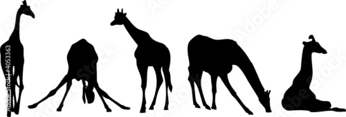 Giraffen