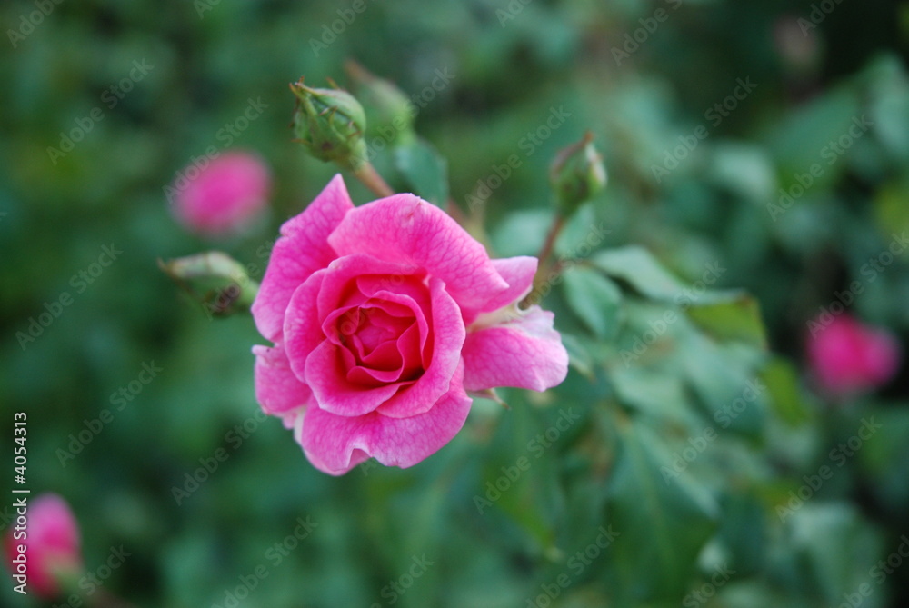 rosellina rosa
