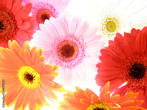 gerbera background