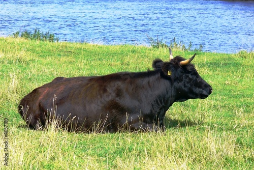 Cow