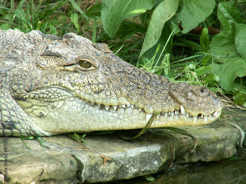 crocodile © Henryk Olszewski