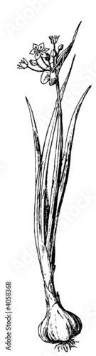 Blooming garlic