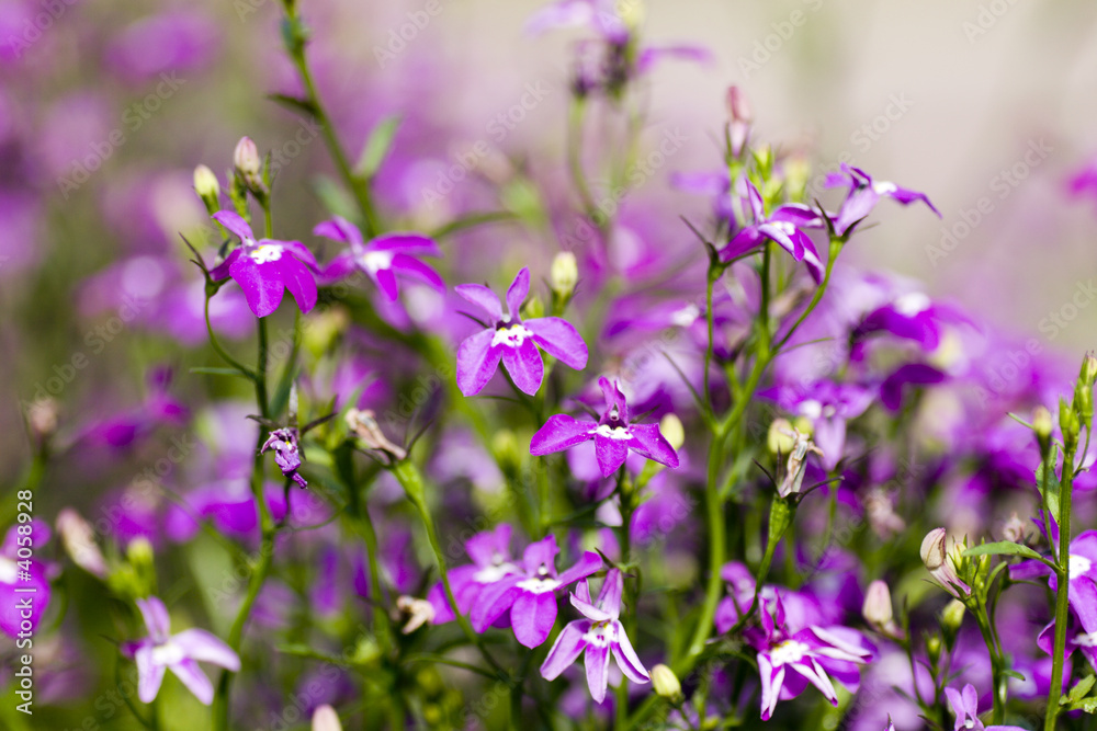Fototapeta premium Purple floral background
