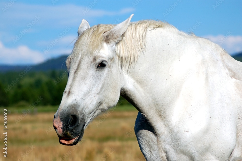 White horse