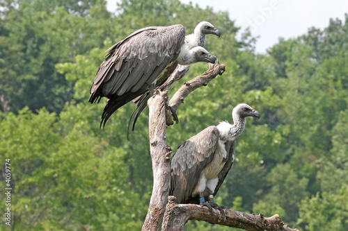 Three Vultures © Sir_Eagle