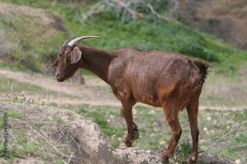 Goat grazes on mountain photo