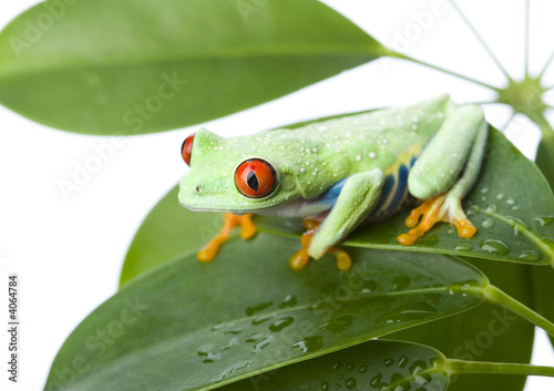 Frog on the leaf