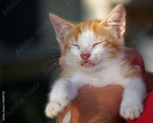 Kitten in hand, asleep