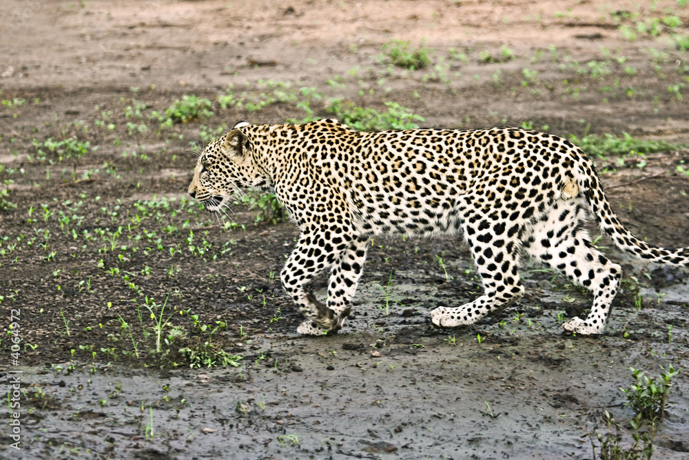 leopard leopard