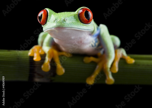 Frog on bamboo on the black background
