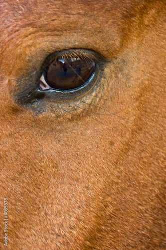 horse eye © poco_bw