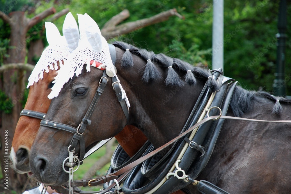 2 harnessed horses 2 harnessed horses