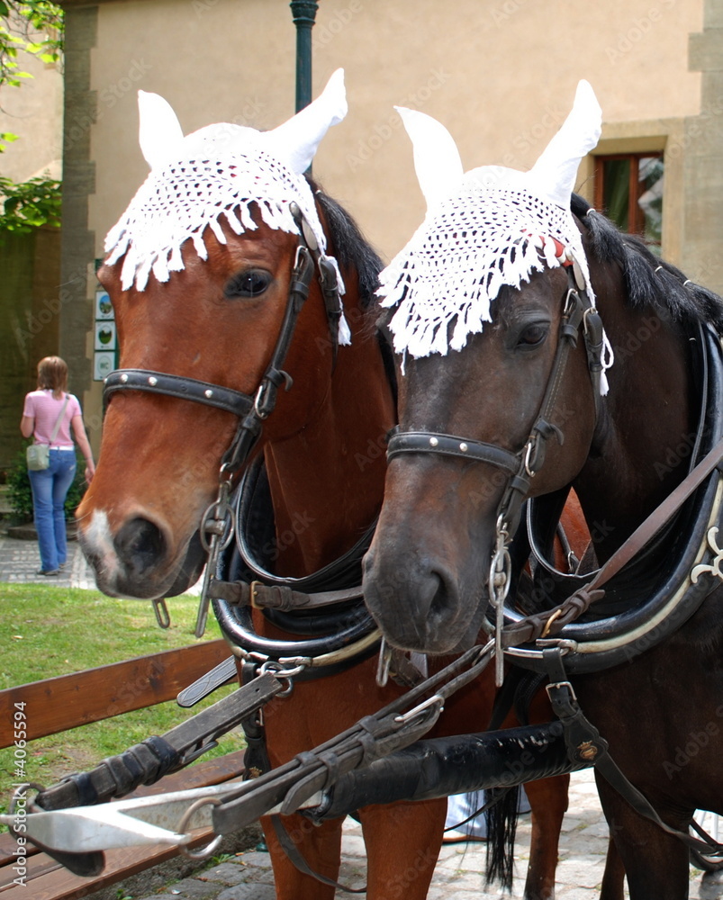 Obraz premium 2 harnessed horses