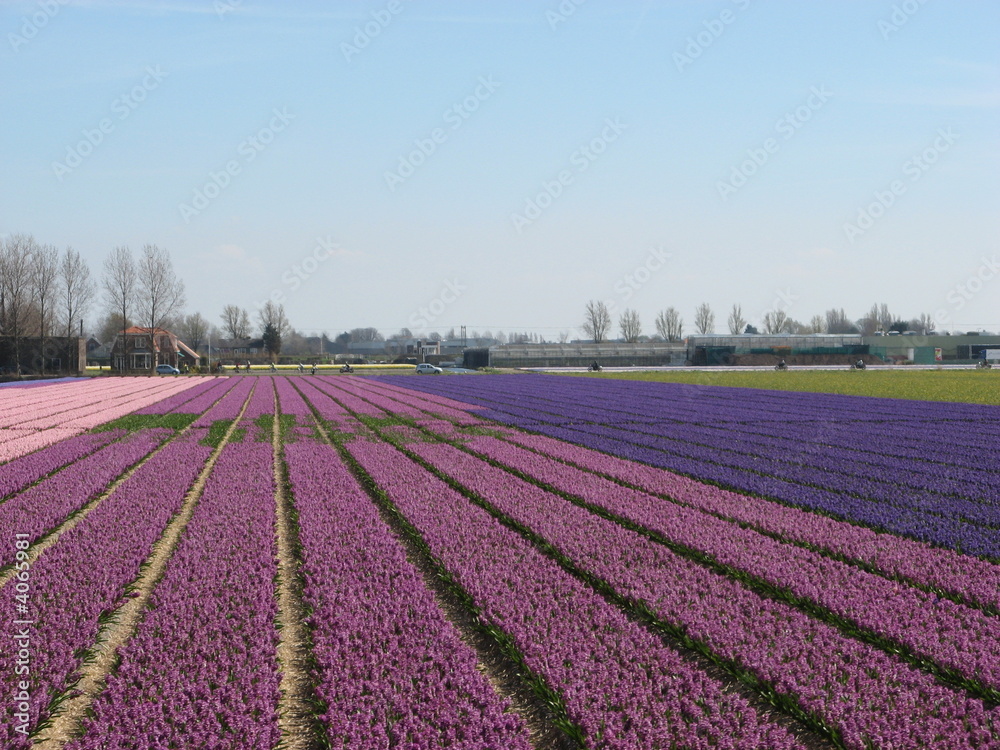 champs de fleur champs de fleur