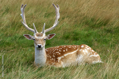 Reindeer resting in Long Grass