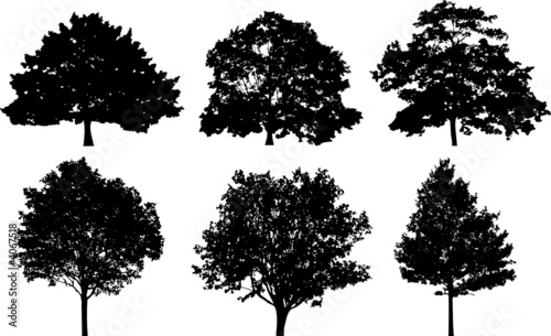 Treesilhouette