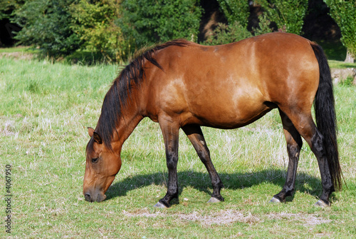 cheval