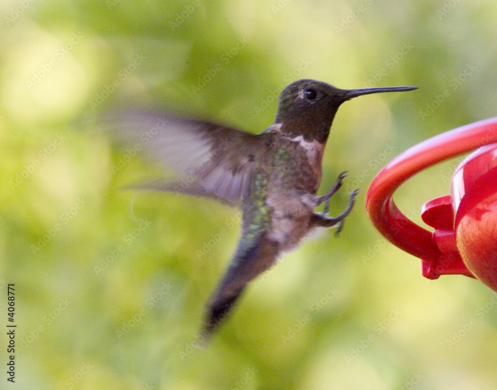 Fototapeta premium hummingbird
