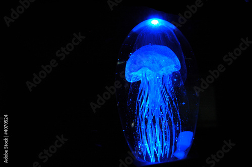 jellyfish #4070524