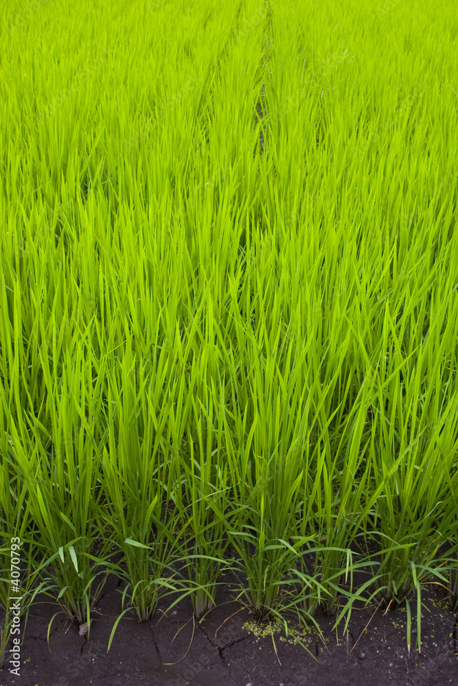 Rice Field II Rice Field II