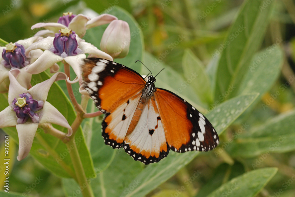 Beautiful butterfly and flowers in the gardens Beautiful butterfly and flowers in the gardens